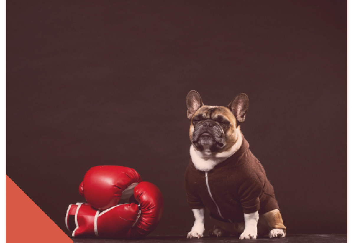 a-french-bulldog-stands-guard-by-boxing-gloves 1